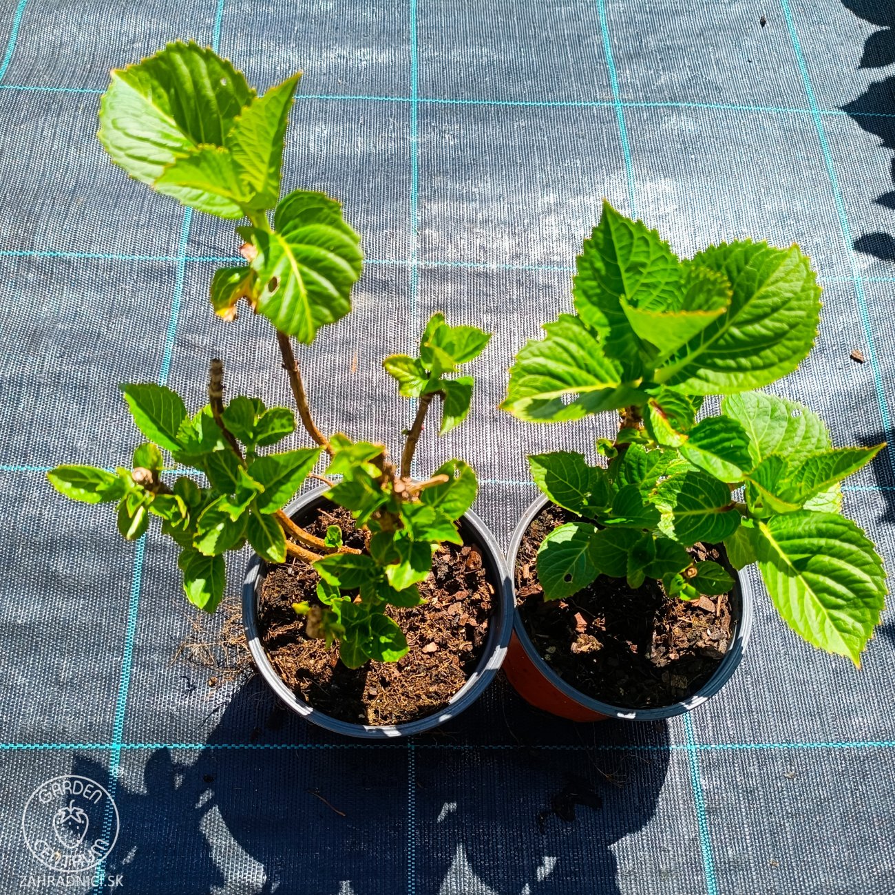 Obrázok Hortenzia kalinolistá (Hydrangea macrophylla) ´RED BARON´ - výška 10-20 cm, kont. C1,5L